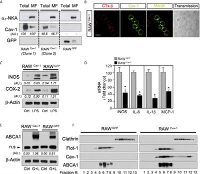 Crosstalk Between LXR and Caveolin-1 Signaling Supports Cholesterol Efflux and Anti-Inflammatory Pathways in Macrophages